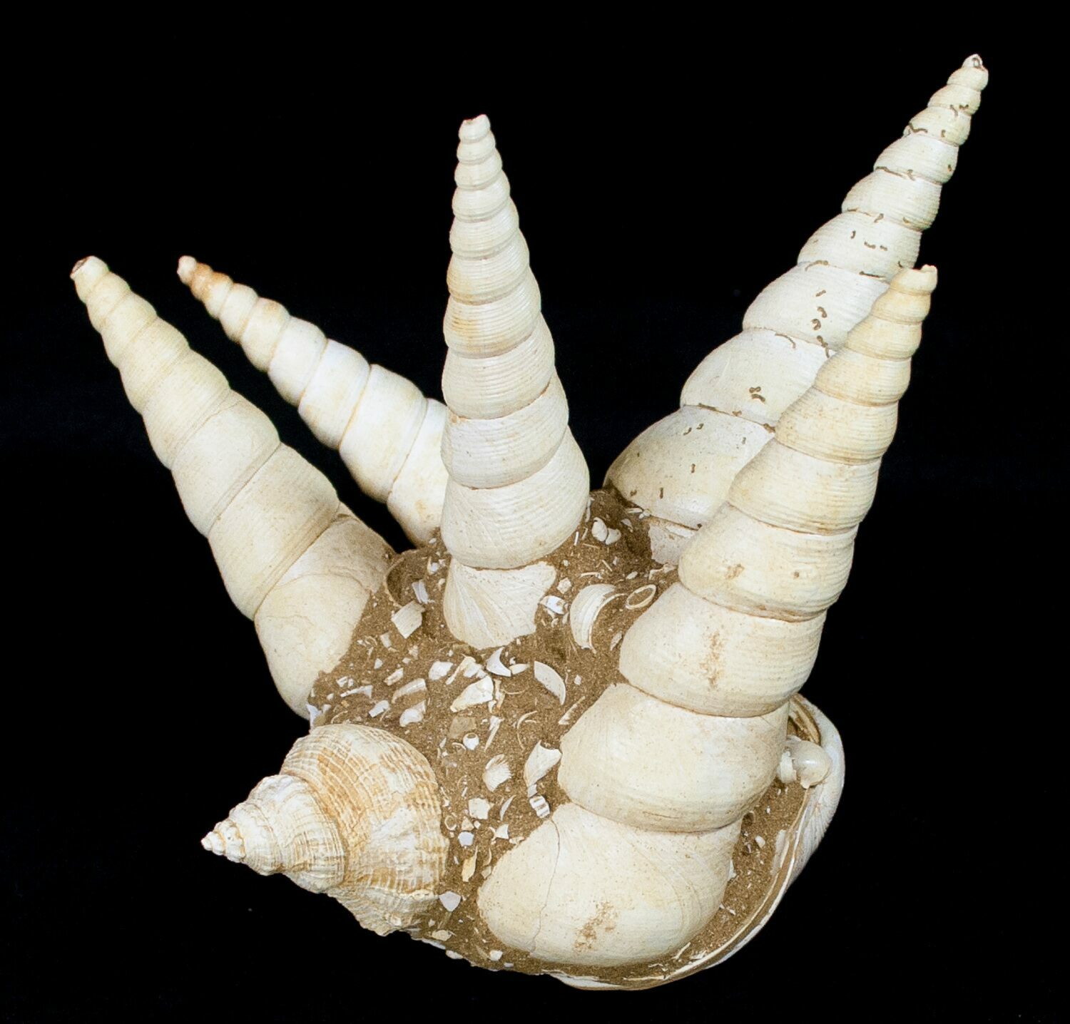 Large Fossil Turritella (Gastropod) Cluster France For Sale (12309