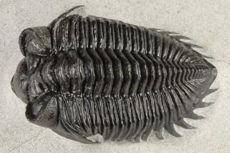 Bug-Eyed Coltraneia Trilobite Fossil - Excellent Specimen #195781