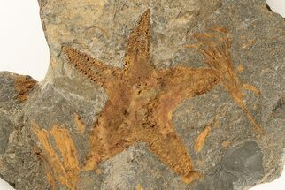 Ordovician Starfish (Petraster?) & Crinoid Association- Morocco #195873