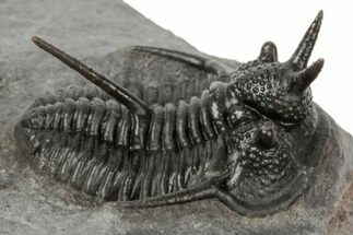 Devil Horned Cyphaspis Walteri Trilobite - Mrakib, Morocco #196642