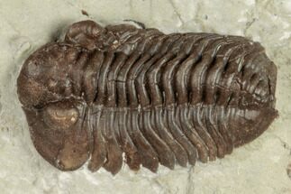 .75" Acastacephala Macrops Trilobite - Shropshire, England - Fossil #196653