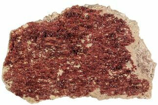Massive, Plate of Ruby Red Vanadinite Crystals - Morocco #196366