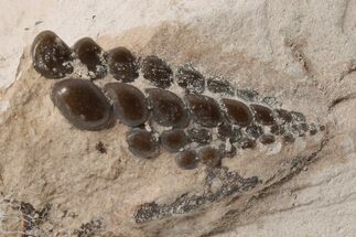 Fossil Pycnodont (Paranursallia) Crushing Mouth Plate - Morocco #196692