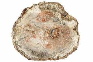18.6" Colorful, Petrified Wood (Araucaria) Round - Madagascar  - Fossil #196763