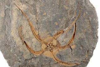 Ordovician Brittle Star (Ophiura) With Carpoid & Crinoids #196745