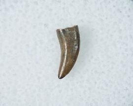 Small Acheroraptor Tooth - Montana #12275