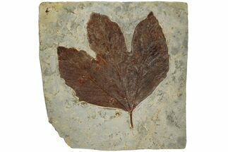 Fossil Sycamore Leaf (Macginitiea) - Montana #196813