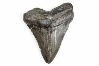 2.78" Juvenile Megalodon Tooth - South Carolina - Fossil #195919