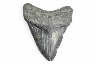 2.70" Juvenile Megalodon Tooth - South Carolina - Fossil #195922