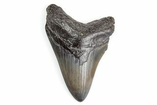 2.86" Juvenile Megalodon Tooth - South Carolina - Fossil #195925