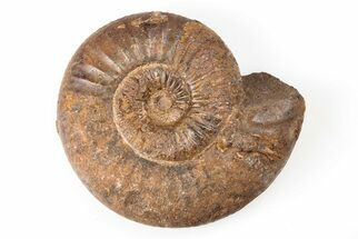Iron Replaced Ammonite Fossil - Boulemane, Morocco #196579