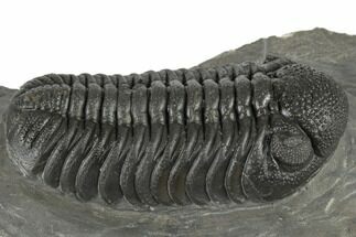 Morocops Trilobite With Excellent Eyes - Ofaten, Morocco #197139