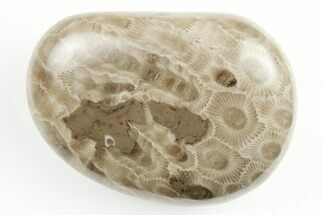 2.65" Polished Petoskey Stone (Fossil Coral) - Michigan - Fossil #197444