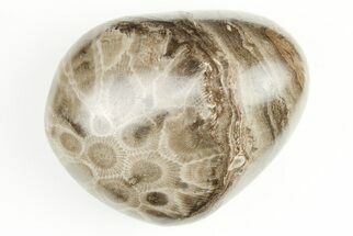 2.45" Polished Petoskey Stone (Fossil Coral) - Michigan - Fossil #197461