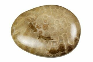 3.1" Polished Petoskey Stone (Fossil Coral) - Michigan - Fossil #197443