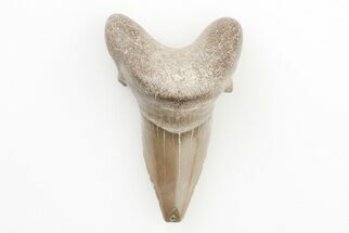 Rare, Fossil Mackerel Shark (Cretodus) Tooth - Kansas #197364