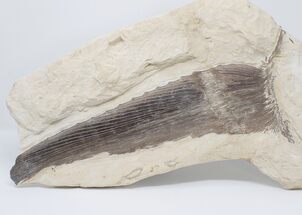 15.5" Cretaceous Swordfish (Protosphyraena) Pectoral Fin - Kansas - Fossil #197482