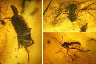 Fossil Fly, Moth Fly and a Cockroach (Blattoidea) In Baltic Amber #197675