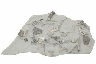 Fossil Crinoid Plate (Ten Species) - Crawfordsville, Indiana #197611