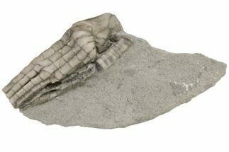 Fossil Crinoid (Halysiocrinus) - Crawfordsville, Indiana #197624