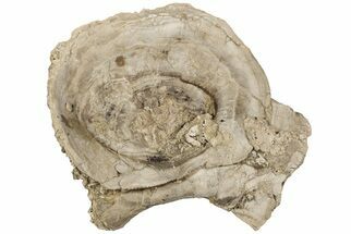Fossil Clam (Inocerasmus) Shell - Smoky Hill Chalk, Kansas #197344