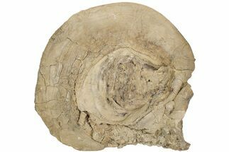 9.3" Fossil Clam (Inocerasmus) Shell - Smoky Hill Chalk, Kansas - Fossil #197346