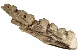 Fossil Mosasaur (Tylosaurus) Jaw - Kansas #197476