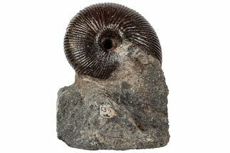 Jurassic Ammonite (Macrocephalites) Fossil - Germany #197532