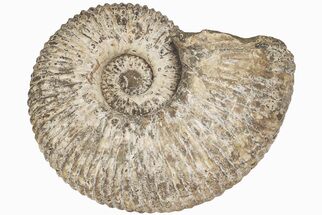 Massive, Tractor Ammonite (Douvilleiceras) Fossil - Madagascar #197179