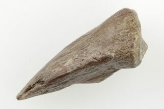 Permian Amphibian (Eryops) Fossil Claw - Texas #197355