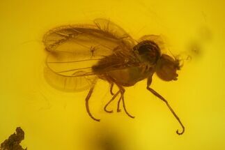 Fossil Fly (Diptera) In Baltic Amber - Great Eyes #197699