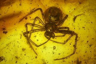 Fossil Flies (Diptera) and a Spider (Araneae) in Baltic Amber #197729