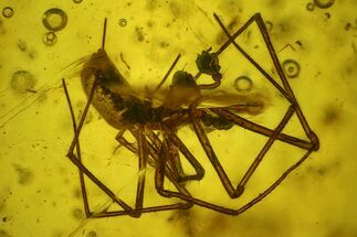 Detailed Fossil Spider and Small Beetle in Baltic Amber #197739