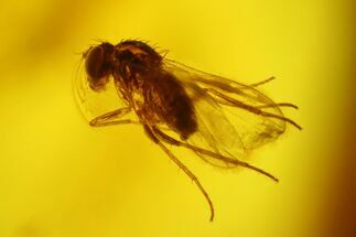 Fossil Fly (Diptera) In Baltic Amber - Debris Free Amber #197759