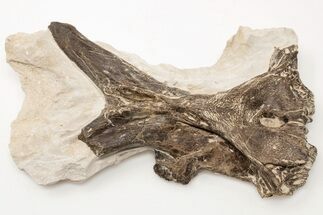 Fossil Mosasaur (Platecarpus) Parietal Bone - Kansas #197622
