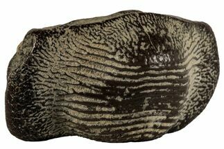 Huge, Fossil Crusher Shark (Ptychodus) Tooth - Kansas #197527
