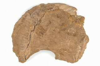 Fossil Mosasaur (Platecarpus) Scapula - Kansas #197657