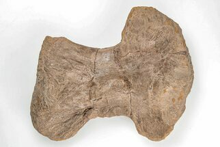 Mosasaur (Platecarpus) Humerus Bone - Kansas #197658