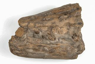 Fossil Mosasaur (Tylosaurus) Muzzle Section - Kansas #197674
