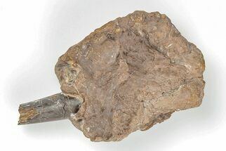 Xiphactinus Pre-Maxillary Bone With Tooth - Kansas #197682