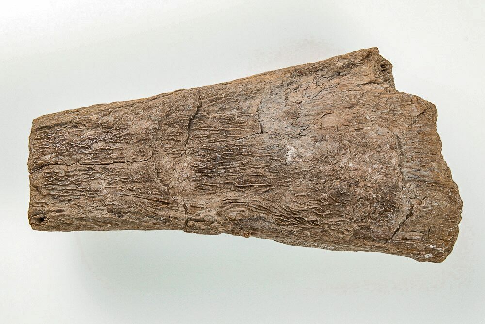 3.2" Cretaceous Swordfish (Protosphyraena) Rostrum Kansas (197697) For Sale