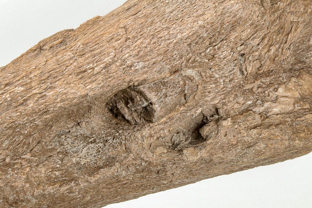 3.2" Cretaceous Swordfish (Protosphyraena) Rostrum Kansas (197697