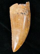 Carcharodontosaurus Tooth - Premax #12392