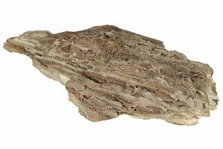 13.4" Sparkly, Silicified Petrified Wood - Smoky Hill Chalk, Kansas - Fossil #197986