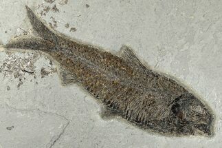 Large, Detailed Fossil Fish (Knightia) - Wyoming #198119