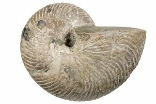6.9"  Fossil Nautilus (Cymatoceras) - Madagascar - Fossil #197172