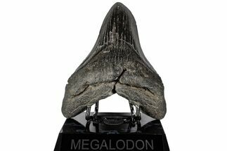 5.22" Fossil Megalodon Tooth - South Carolina - Fossil #197896