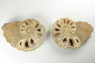 Cut/Polished Fossil Ammonite (Calycoceras) - Texas #198200
