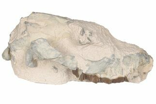 Fossil Running Rhino (Hyracodon) Partial Skull - South Dakota #198197