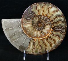 Cleoniceras cleon - Fossils For Sale - #12459